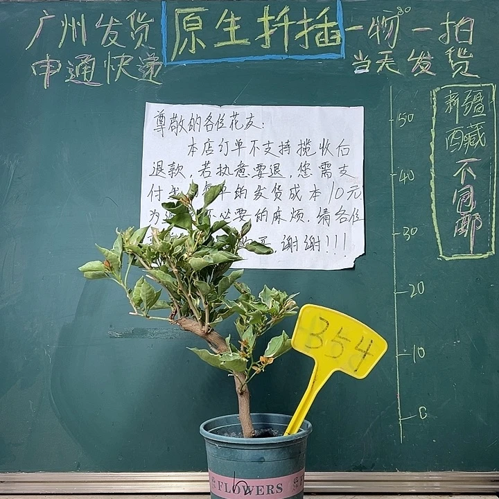全部花苞 弯杆 黄蝶  354