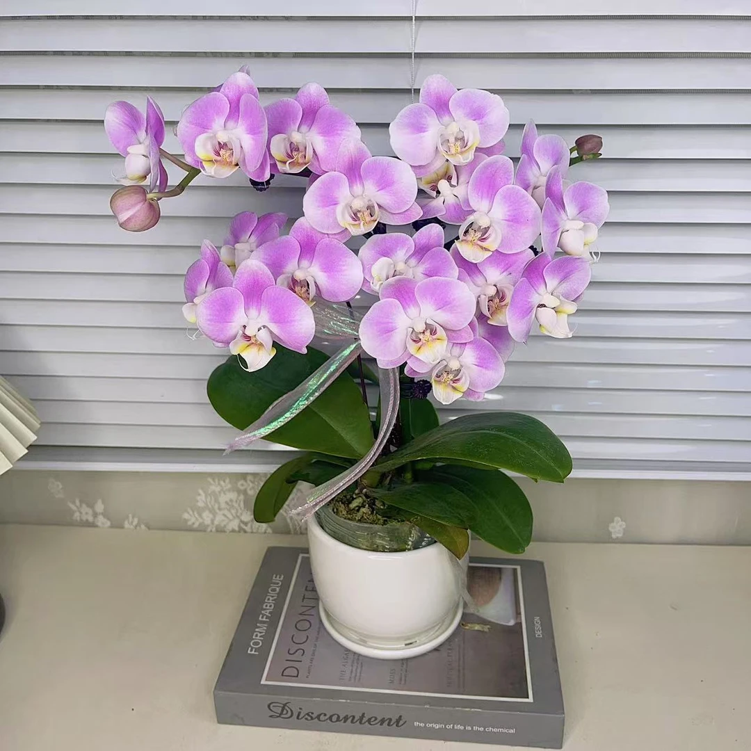 蝴蝶兰【优雅】单花剑  室内花 广州基地直发