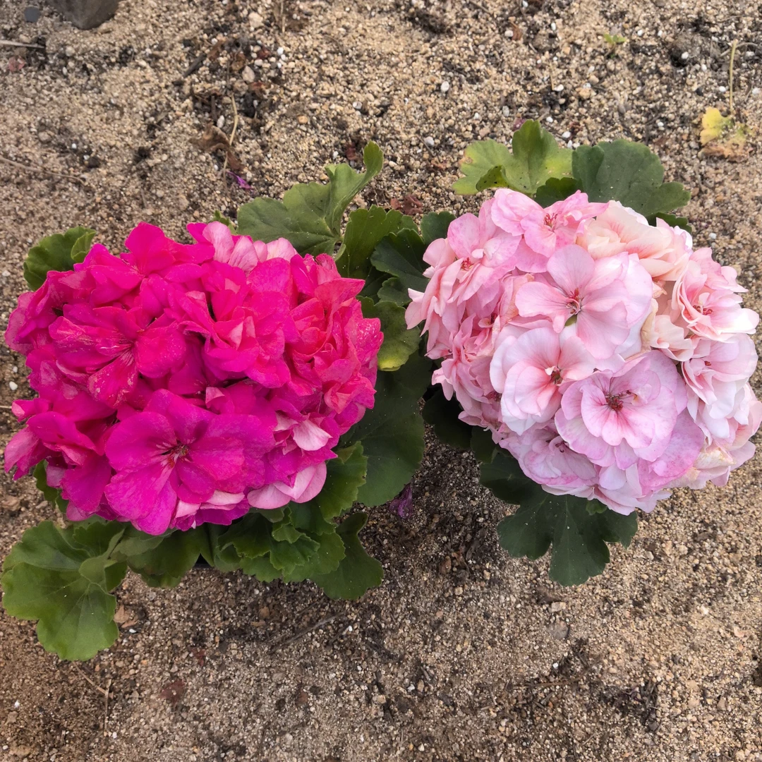 【云裳(一代苗)+国王(一代苗小苗)】2颗天竺葵组合(包对版)