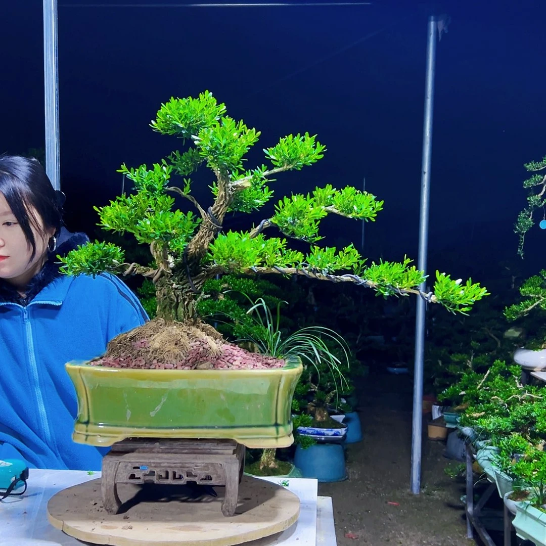 无花朵黄杨木