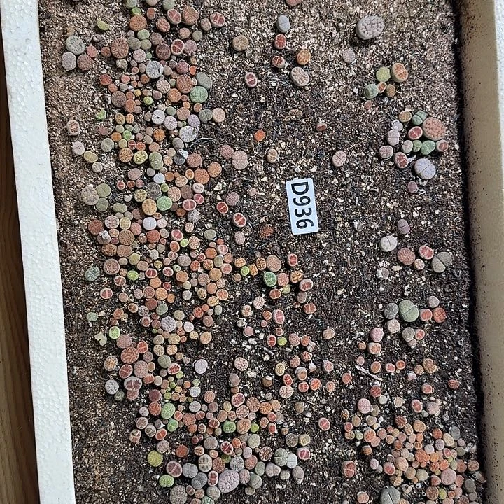 生936石花整框脱土发货不售后