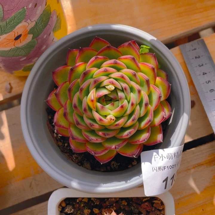 梦*?谢谢你的支持000001107