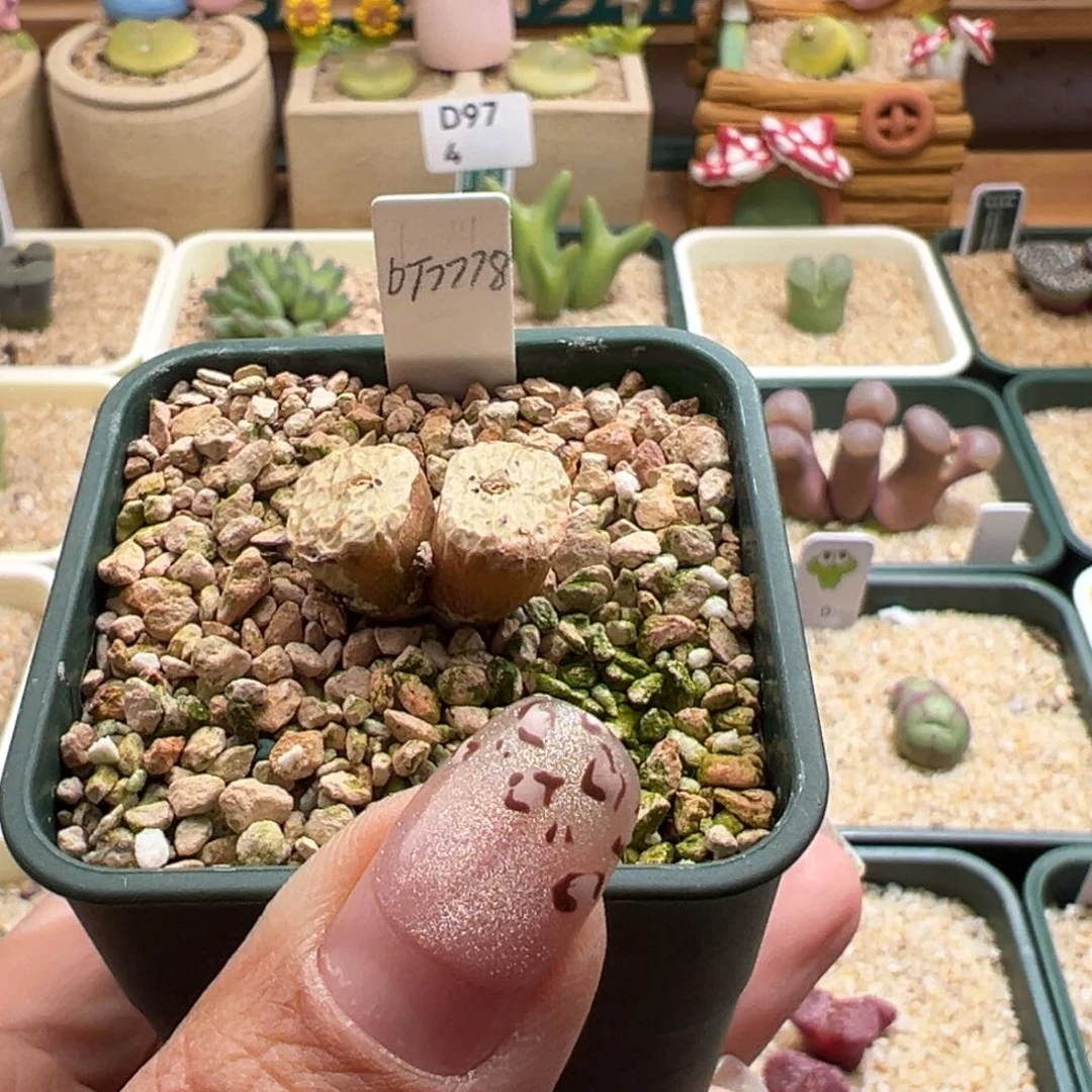 干*笑35。青蛙种源Dt7778