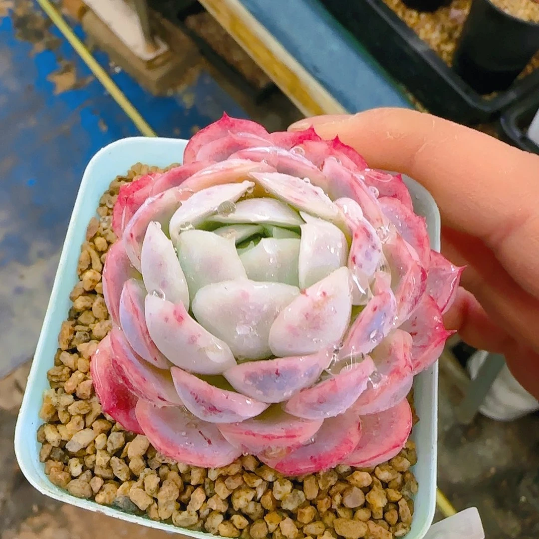 仙农月影，104、仙农出品