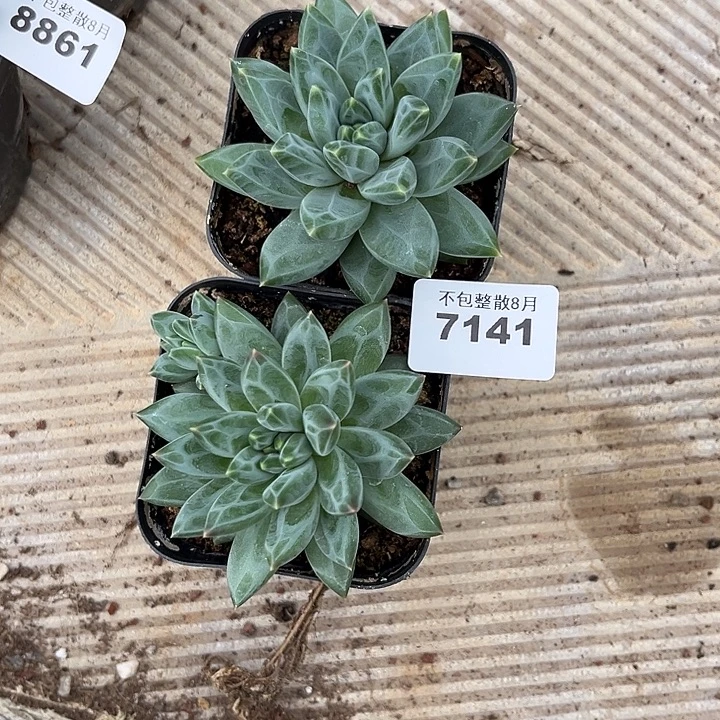 阿雅园艺。       7141青花瓷