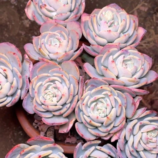 日*?多肉植物的植物