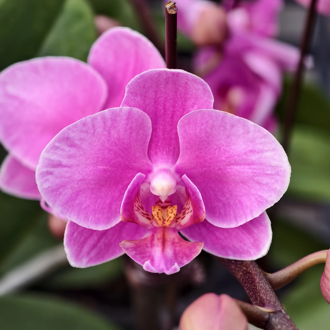 蝴蝶兰【紫霞仙子】高端大气花 2.8寸杯 带花带花苞 基地直发