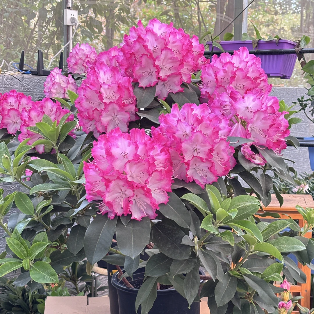 红粉佳人中盆带花苞红粉色大花