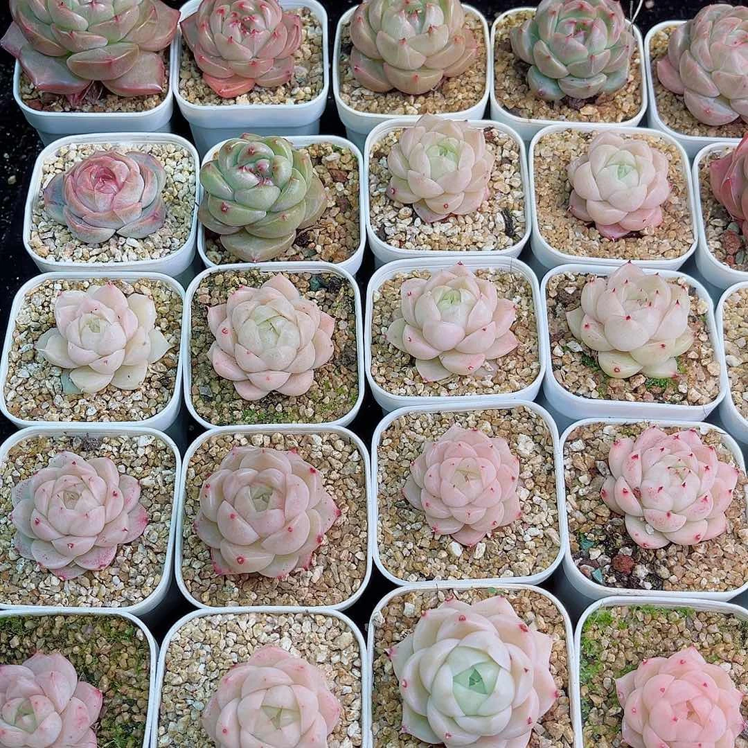 P****?1-761 新疆西藏内蒙不发零度以下拍保温箱不拍