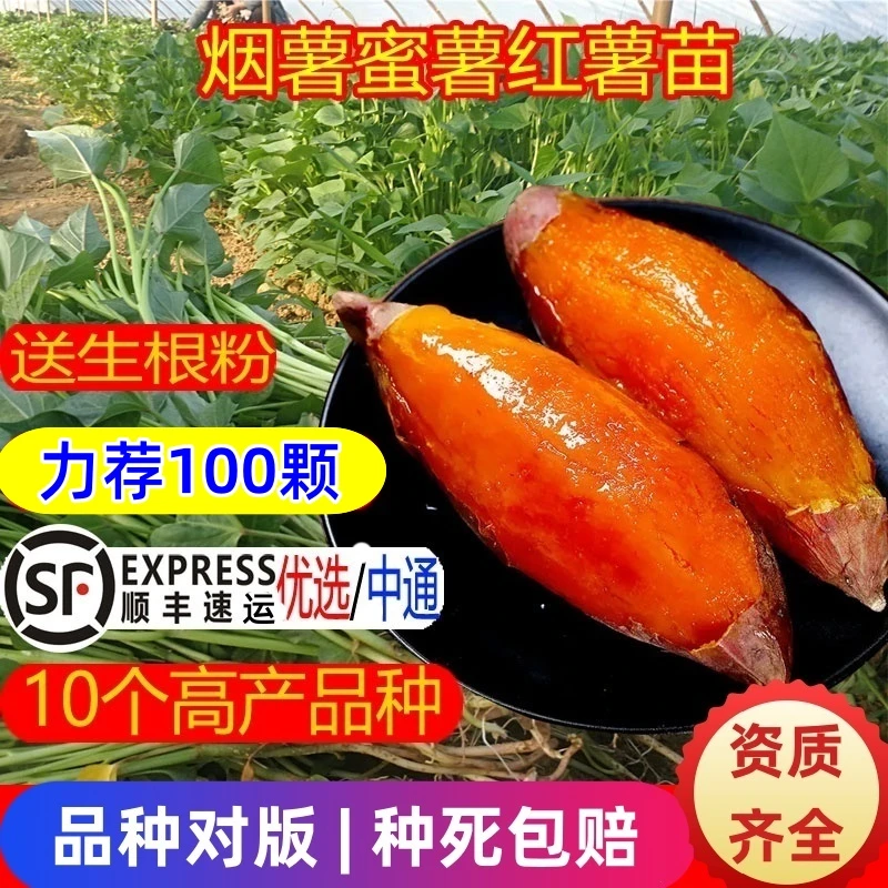 豫薯香蜜薯25号红薯苗种烟薯苗板栗地瓜秧苗糖心番薯苗紫薯种植苗