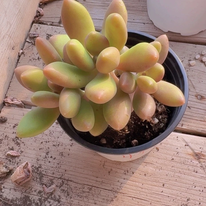 芒果奶多肉植物26.8