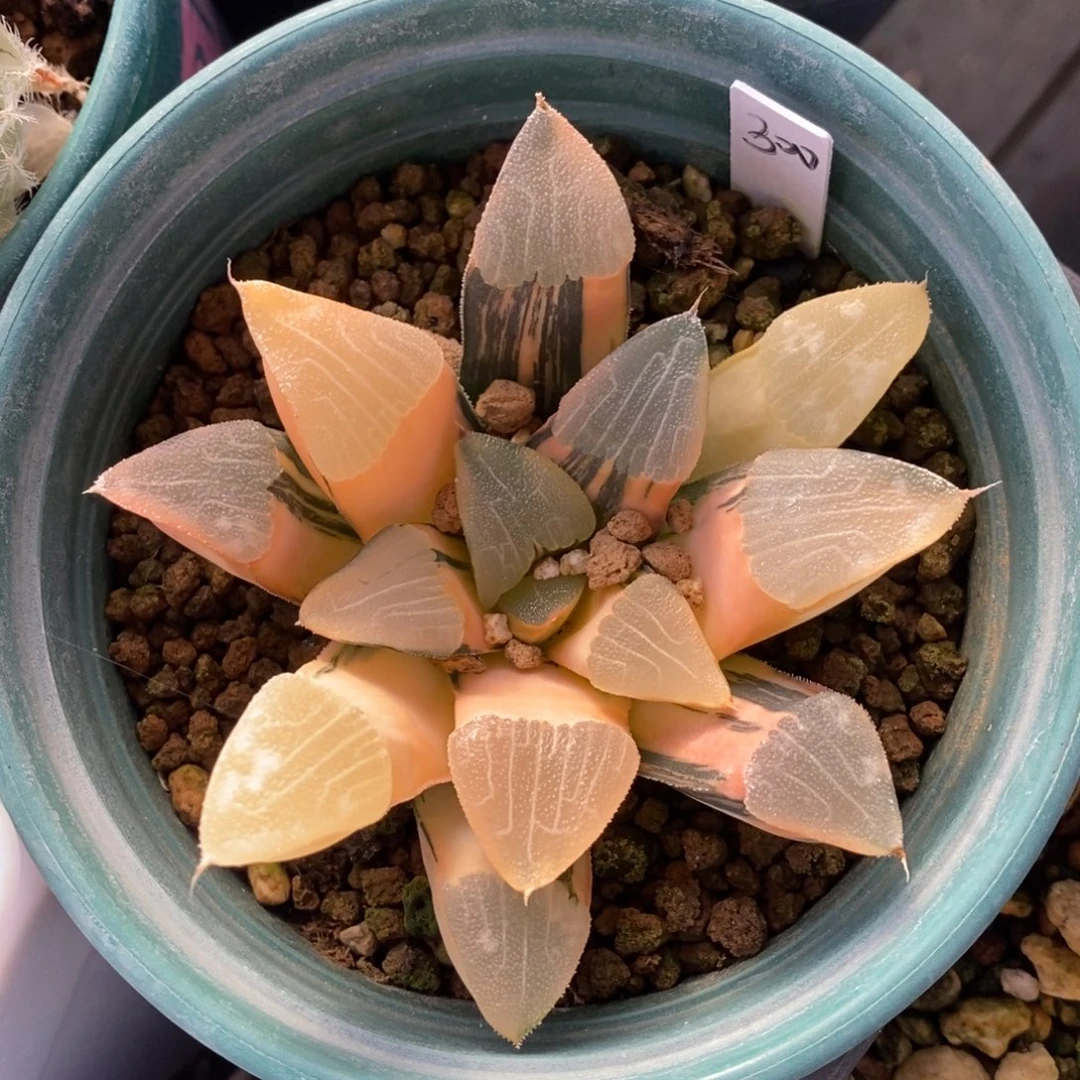 一颗实生大克锦。