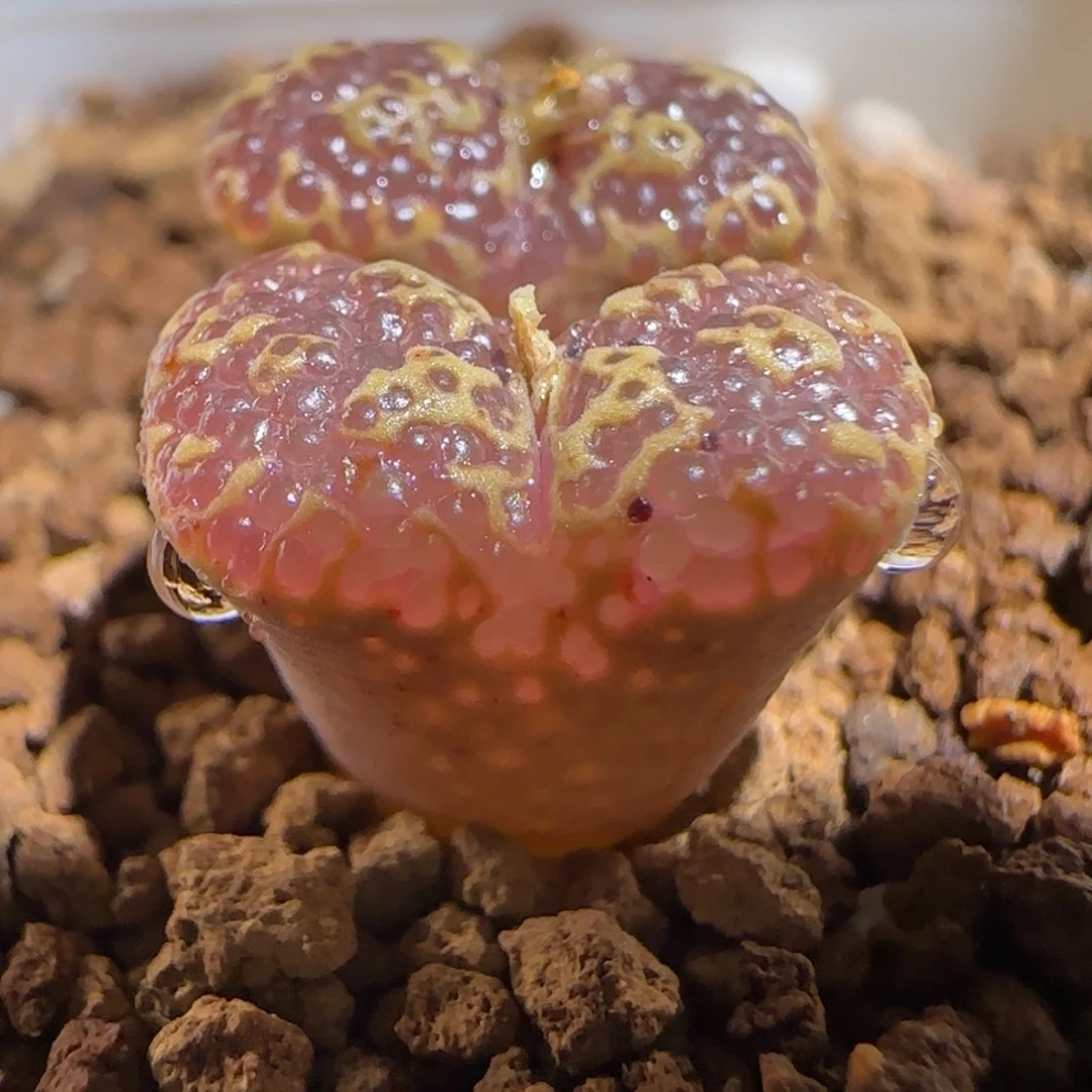 肉锥多肉植物组合-超级泡泡勋889
