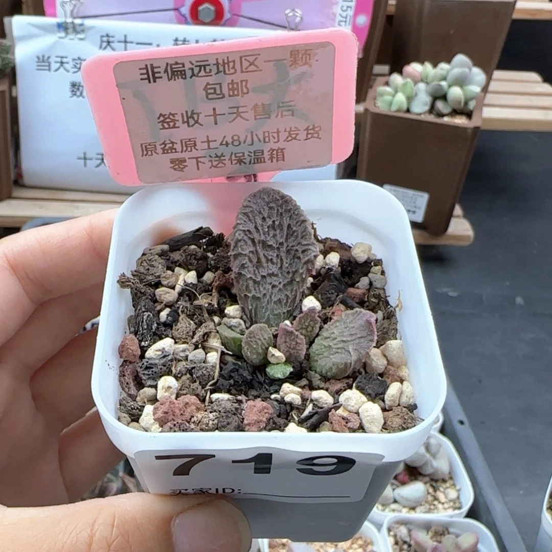 719大鱼海棠多肉