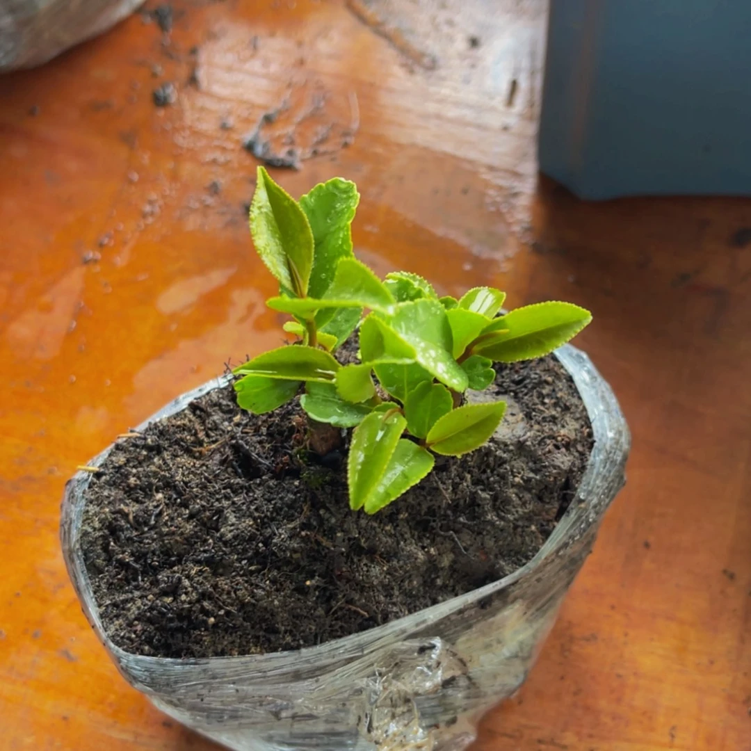 【闪购商品】无花朵直****高