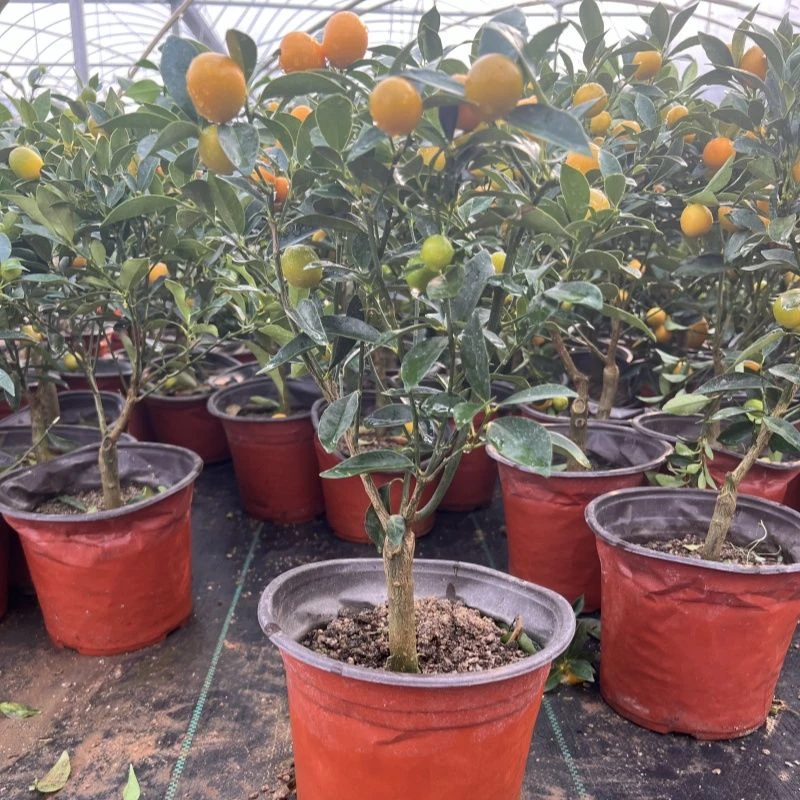 脆皮金桔观赏绿植盆景盆栽耐寒耐热室内室外养护