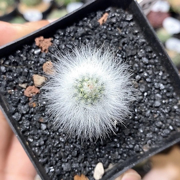 实生白发虾541号1.5cm