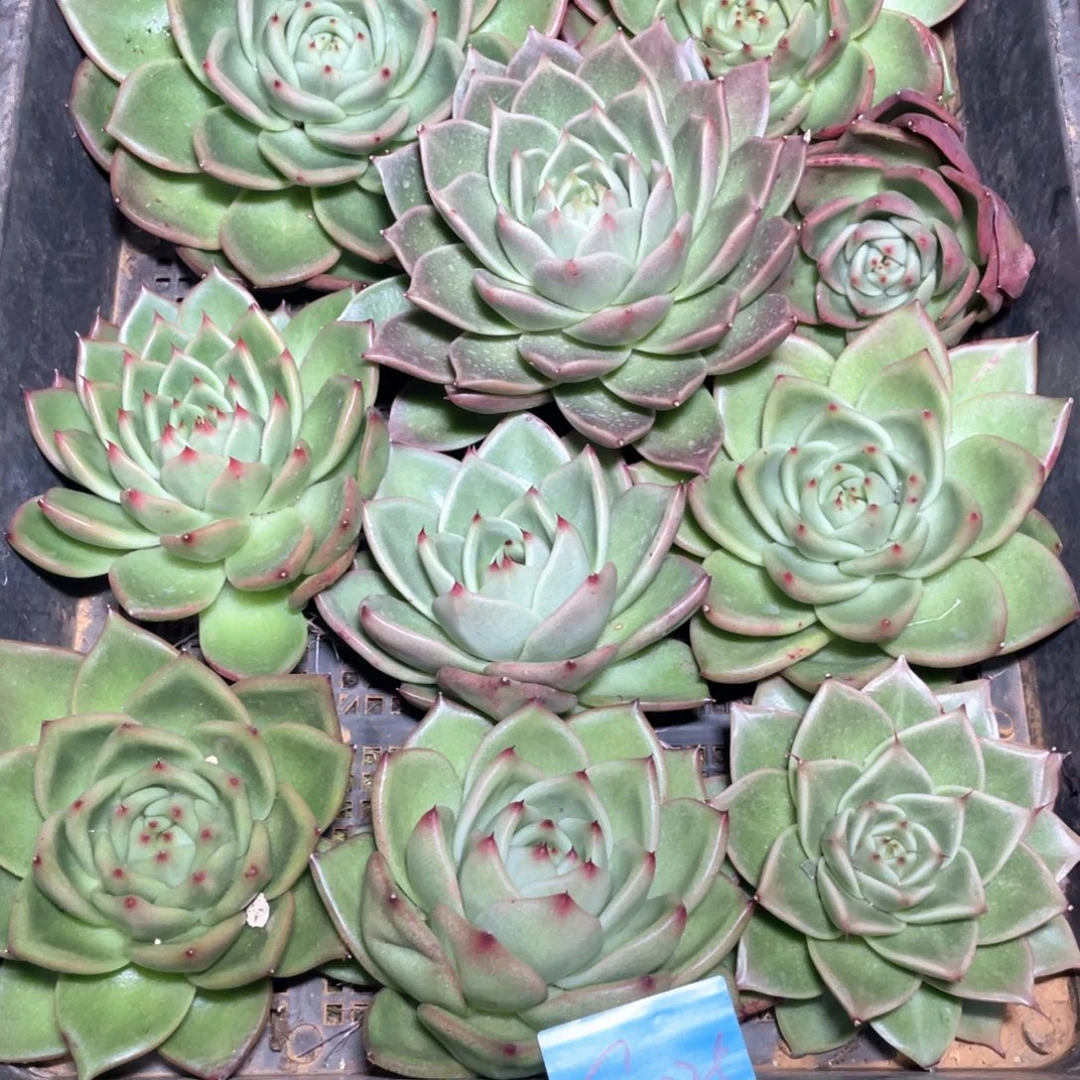 一筐特价福利不售后2025