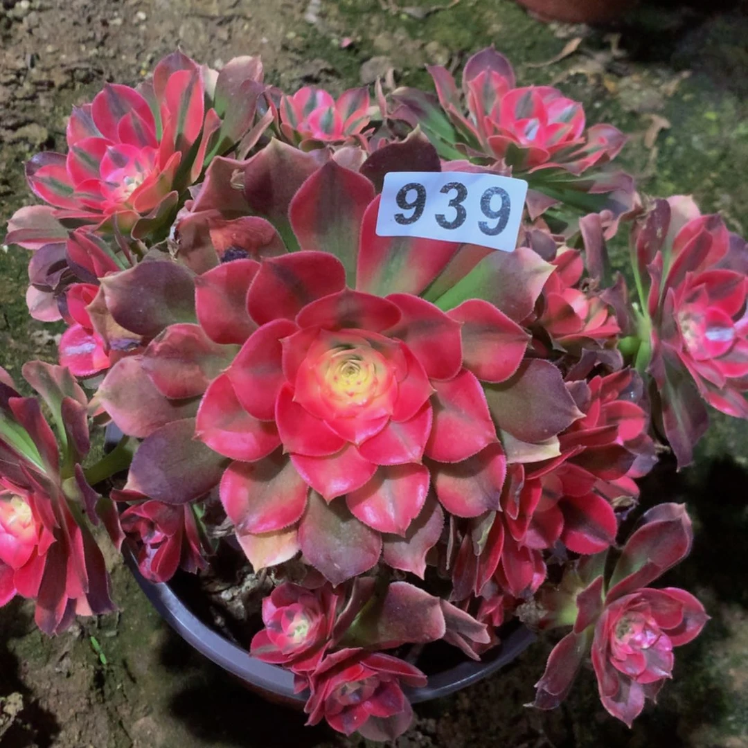 【闪购商品】939x'f多肉