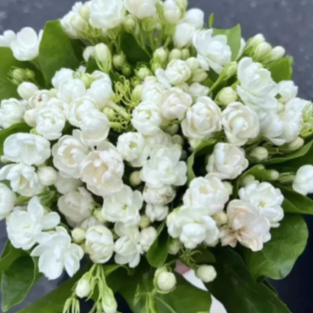 特价【鲜花次日达】茉莉花一扎22块8