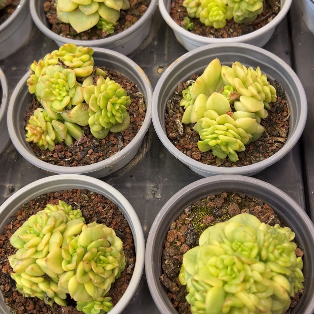 团 蜡牡丹锦