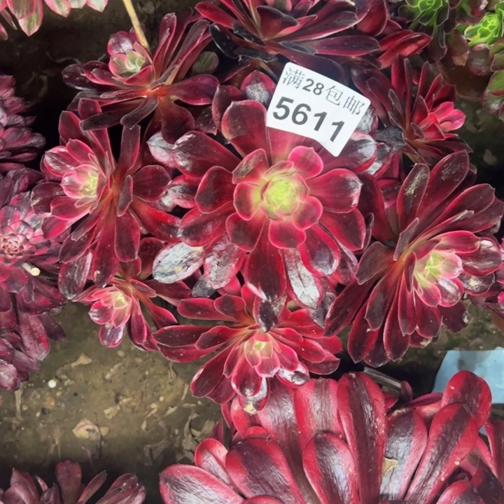 5611婚纱多肉植物