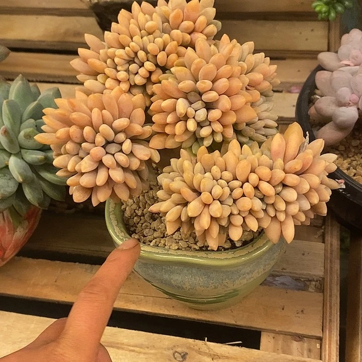 多肉植物肉肉植物