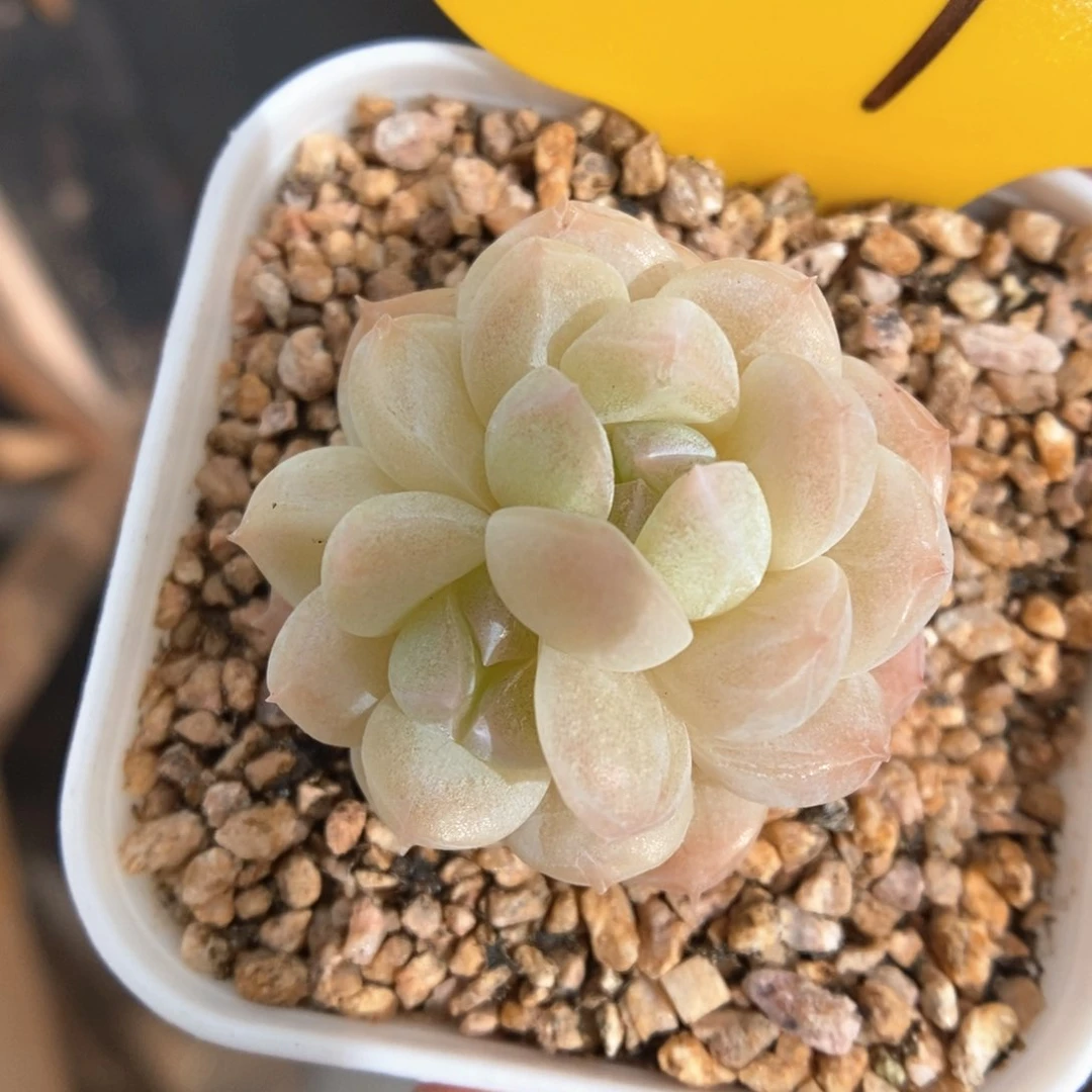 平****福利水果糖587号。