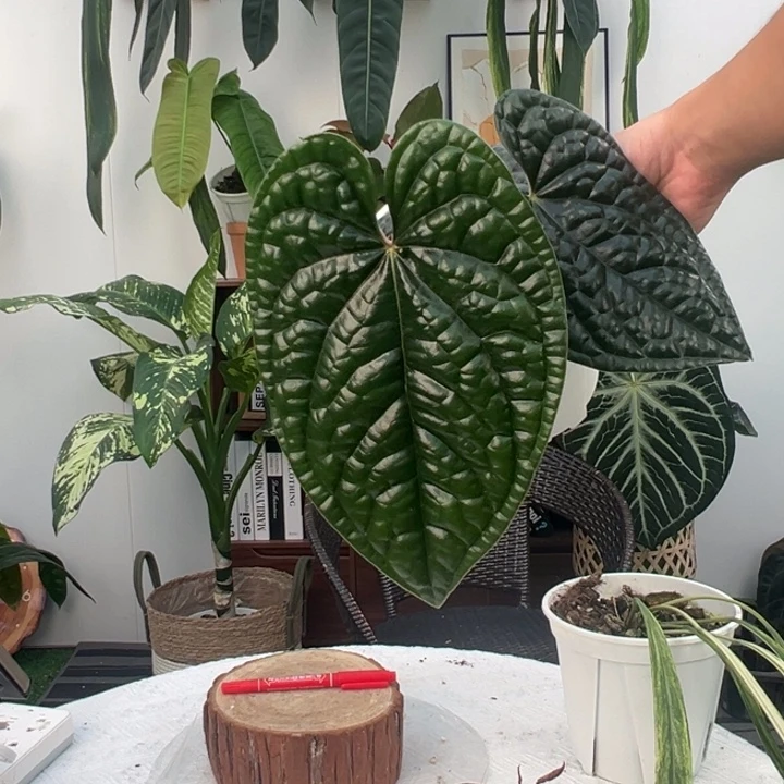 不开花植物南美原桩进口黑奢叶长27