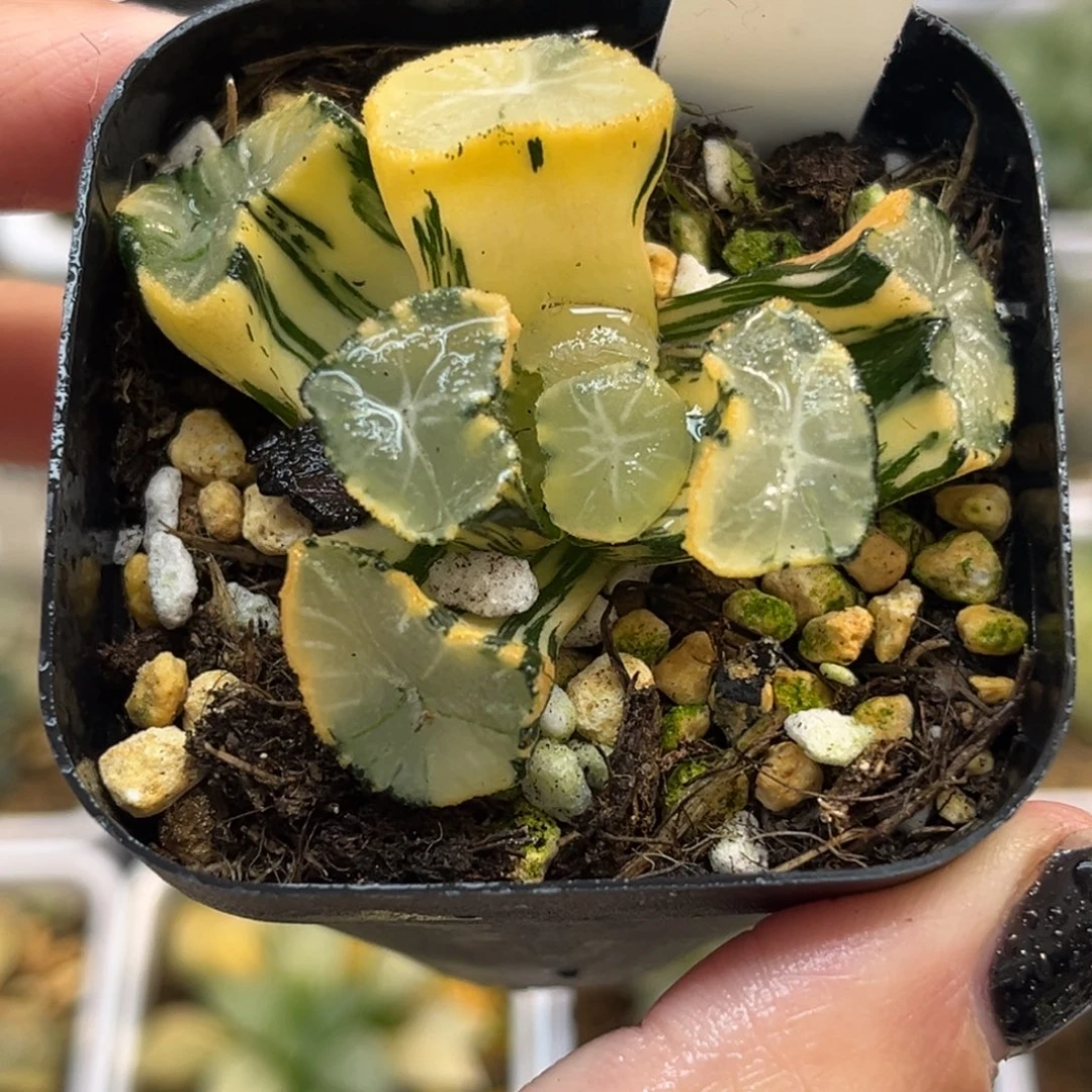 35玉龙万象锦（根弱介意勿拍）福利专场