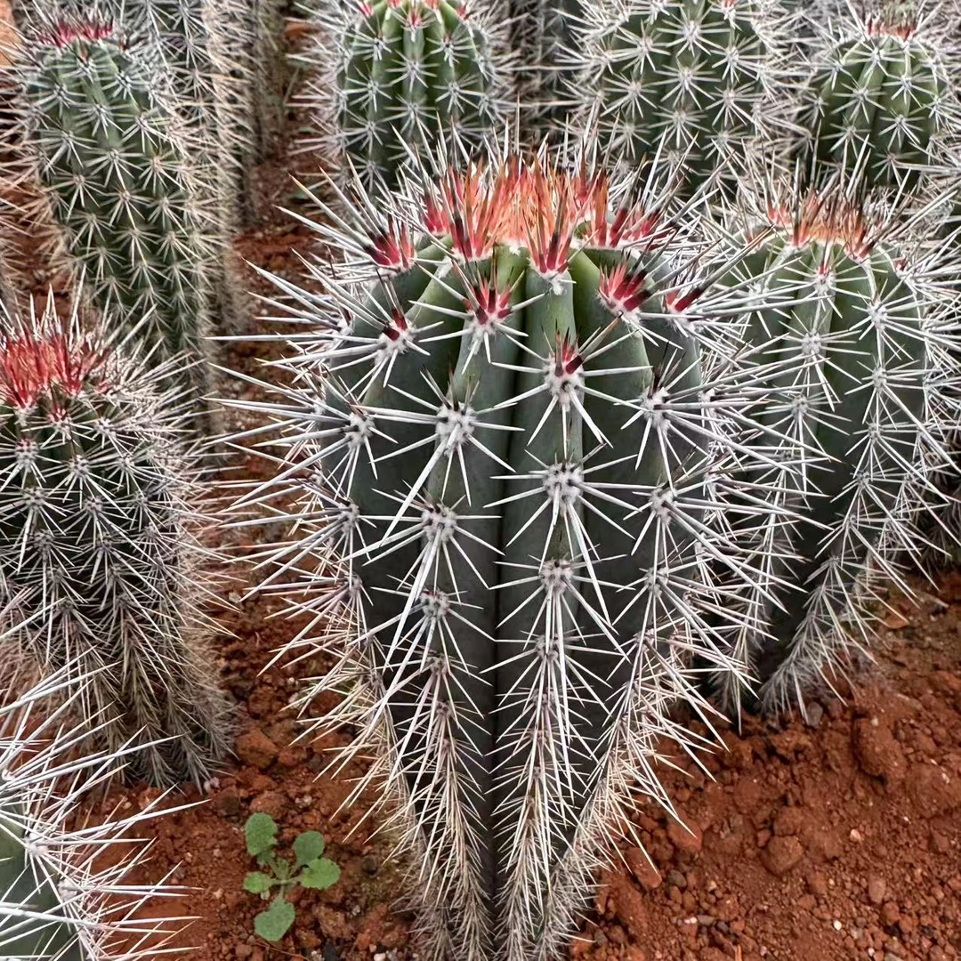 云漫多肉  武伦柱  高50cm  仙人掌多肉植物