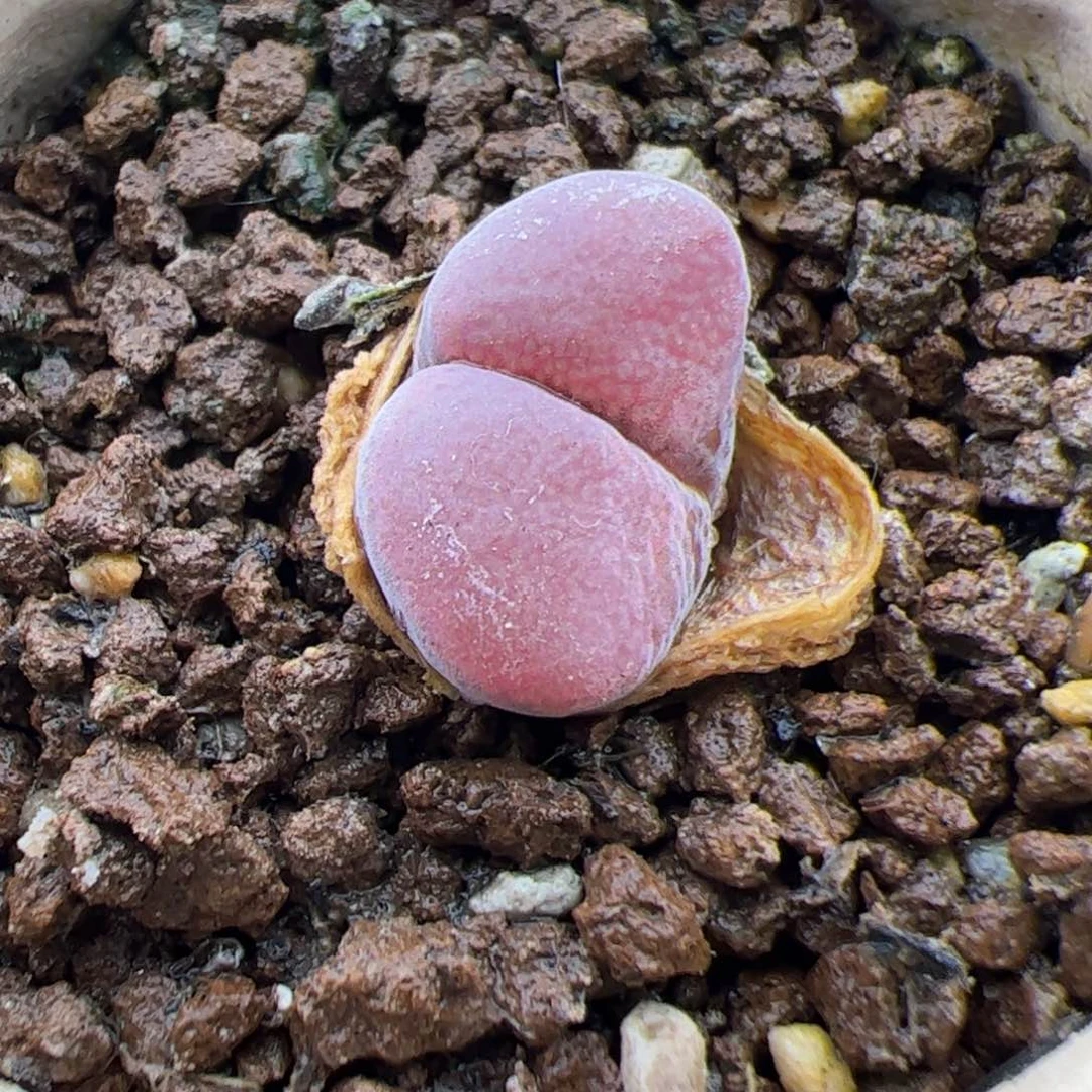 *****0157号 日本源株多肉植物