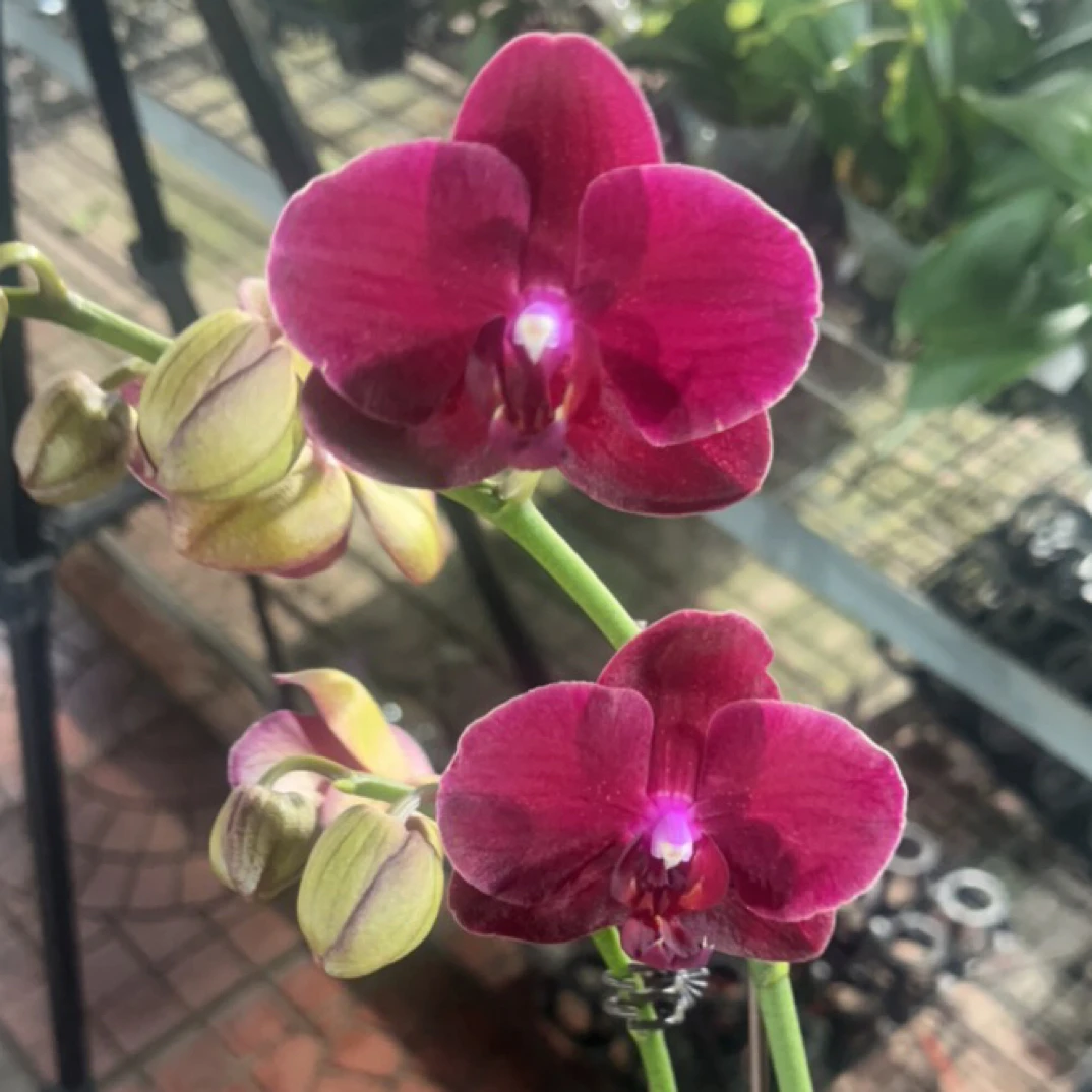 蝴蝶兰 拉菲 带花带花苞