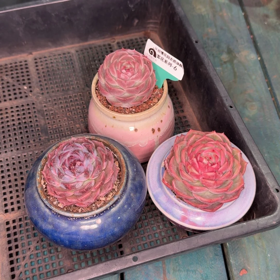 从前慢雪花多肉6