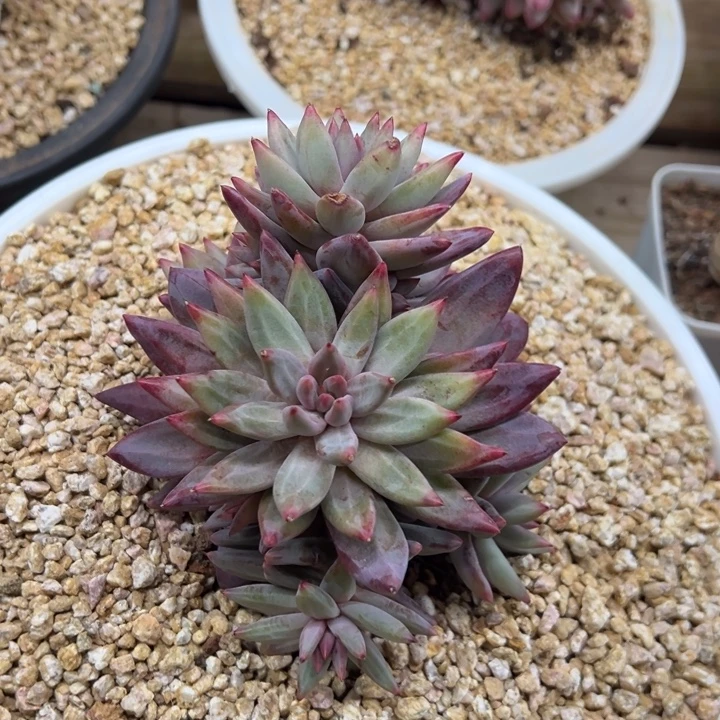 虞美人 羽毛纹 夏鸣园艺