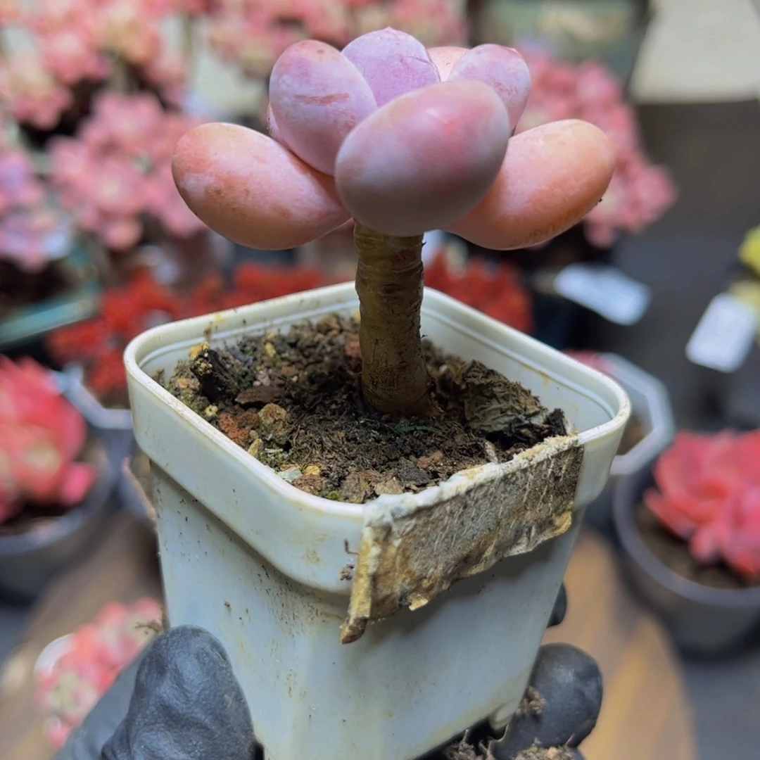 159丸叶蛋黄奶酪4.5厘米多肉