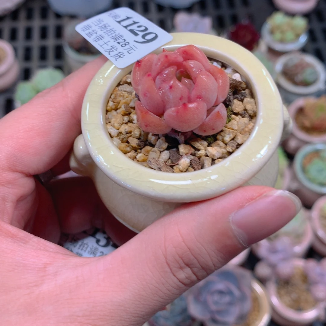 5厘米盆精控多肉1129