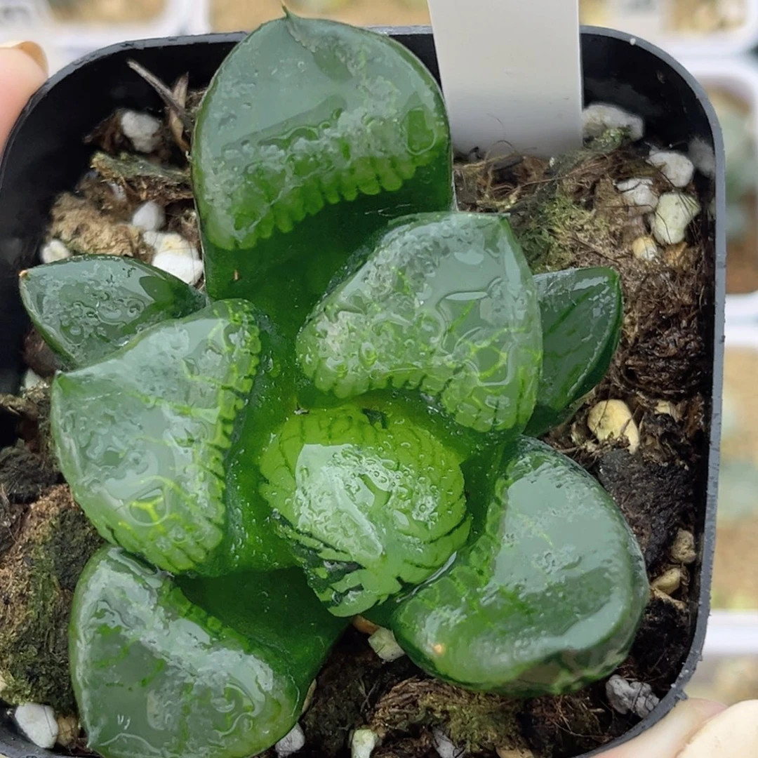 22裹克十二卷多肉