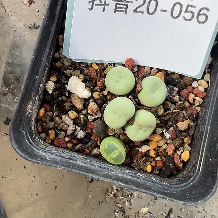 妖***妖20-56肉锥多肉植物