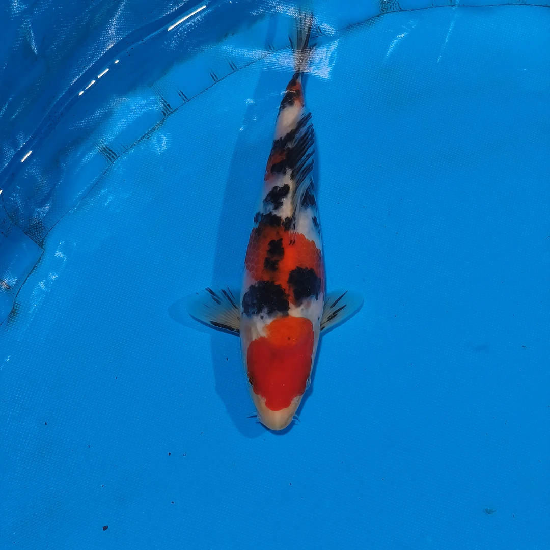 小锦润锦鲤（手术过，25cm大正）锦鲤观赏活体红白大正昭和