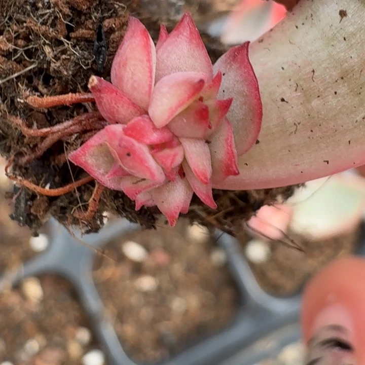 覆轮群生一物一拍24