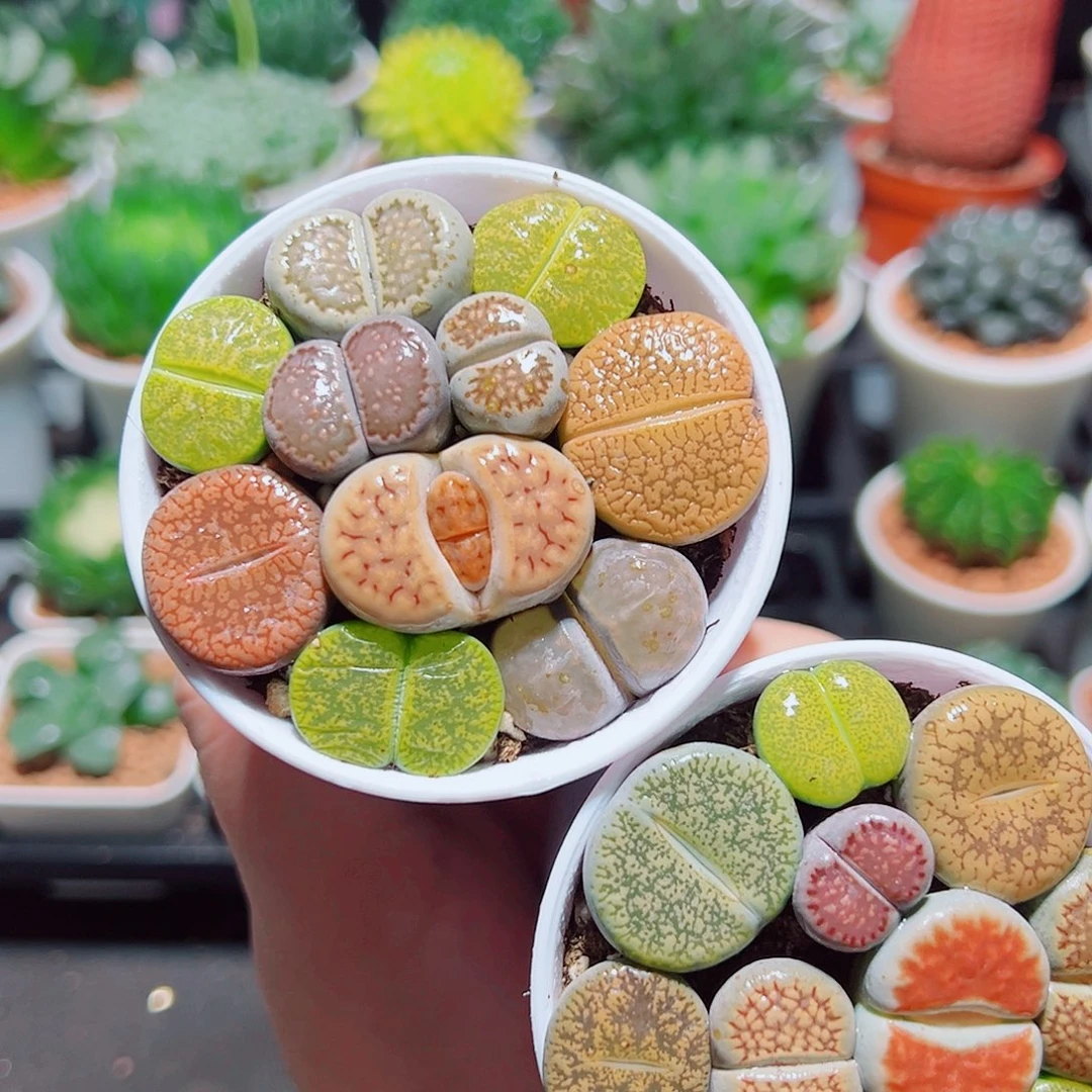 彩拼大颗生石花带白盆