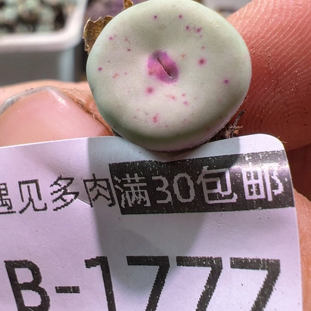 多肉植物111111111111