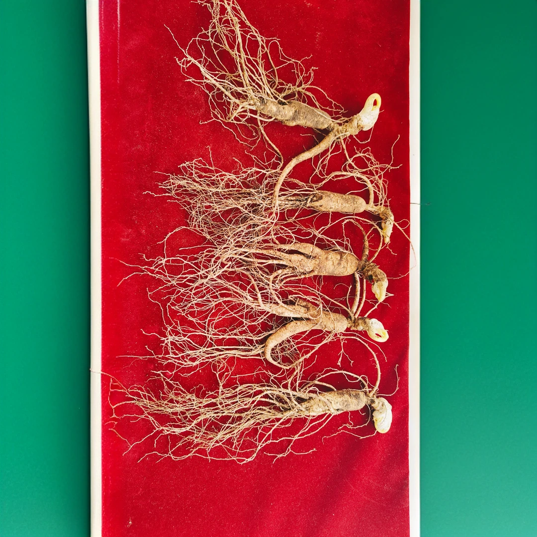 长白山新鲜滋补佳品可泡酒熬汤煮水泡茶趴货8-9年