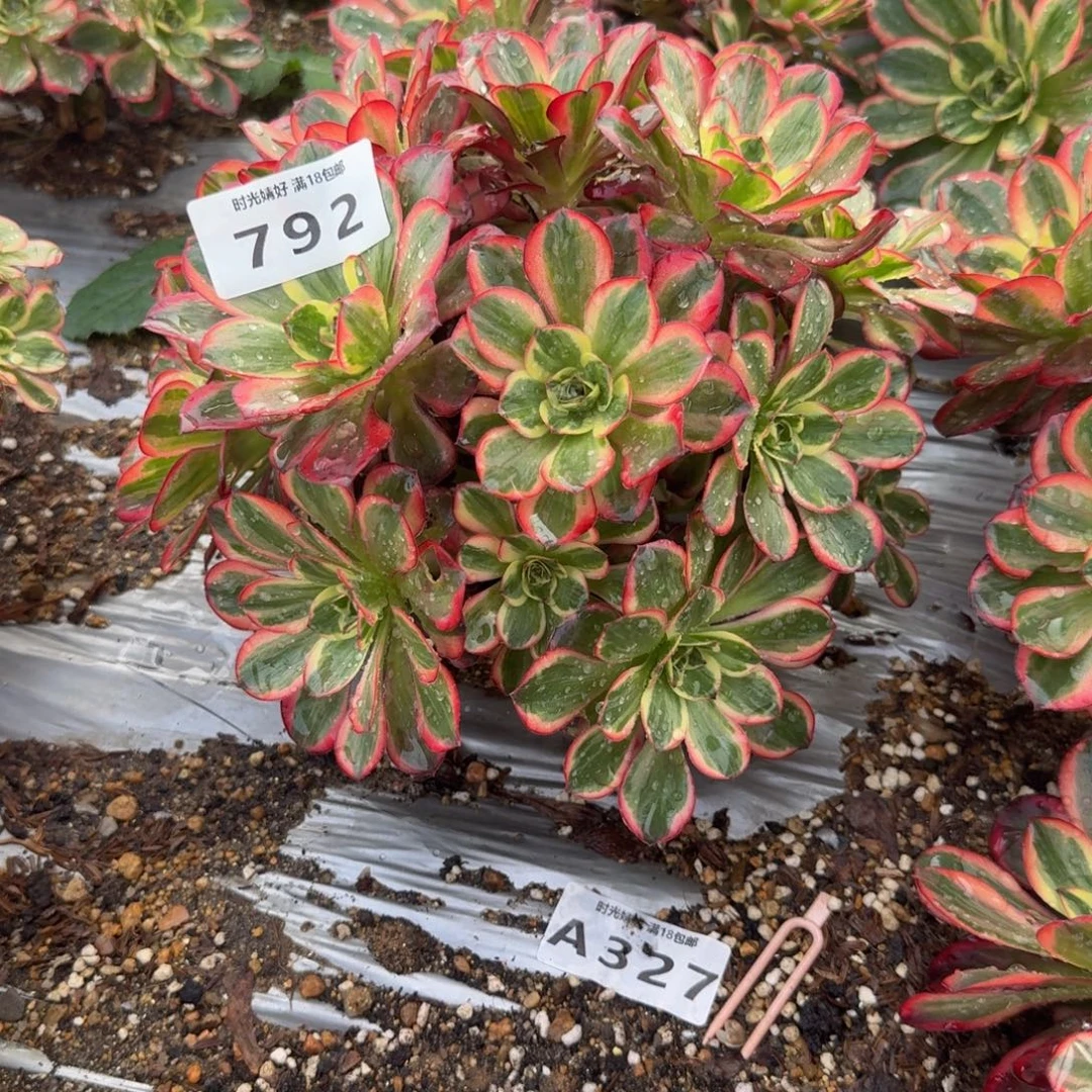 红***果792魅金锦多肉葡萄