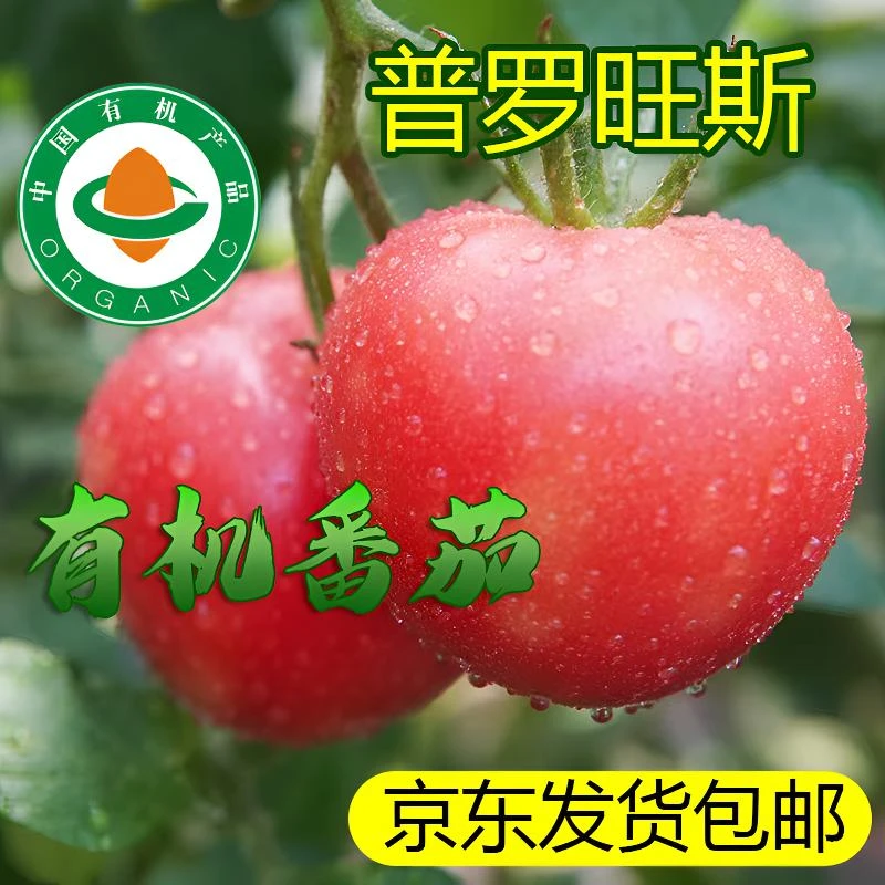 永彩丰【有机】西红柿现采现发普罗旺斯水果西红柿儿时味道4.5斤装