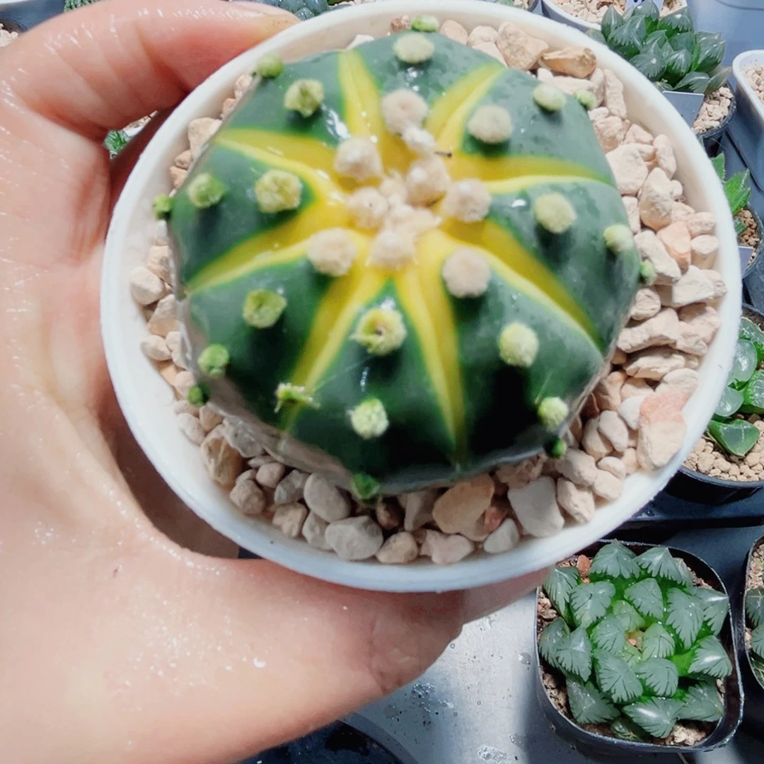 星兜锦小南瓜多肉植物