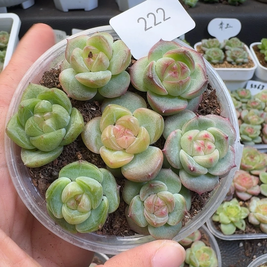 一物一拍一物一拍918-222
