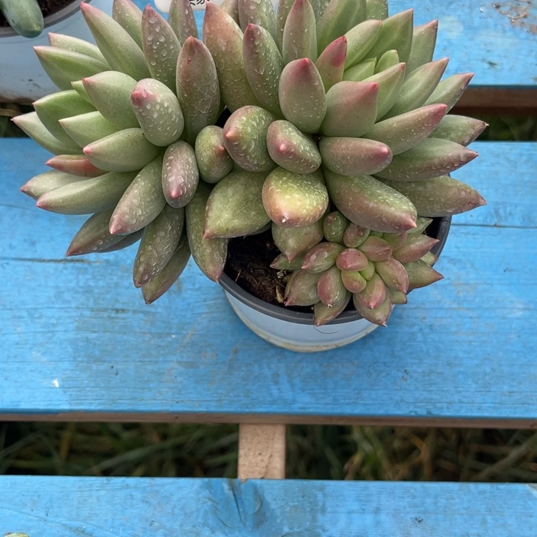 米其林多肉植物242