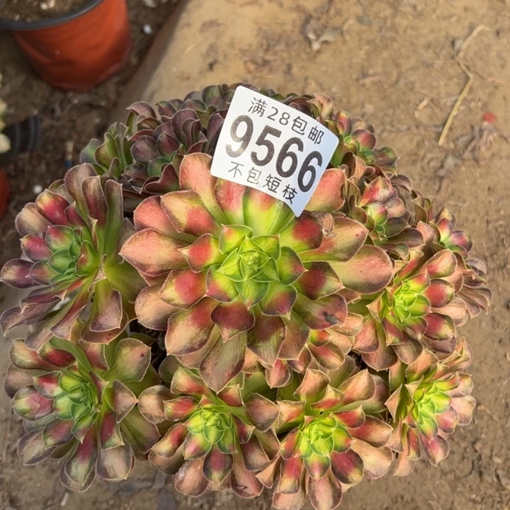 韶华多肉植物法师9566